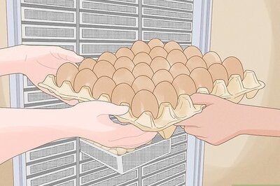 How to Hatch Chicken Eggs