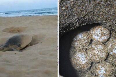 To Protect Olive Ridley Turtles From Climate Change, Tamil Nadu Installs Special Hatcheries