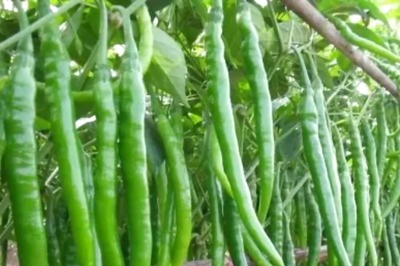 Green Chili Prices Surge In Tamil Nadu’s Tirunelveli Due To Heavy Rains