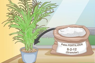 How to Make an Areca Palm Grow Faster