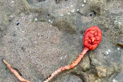 The Ocean Never Fails To Fascinate Us And This Alien-Like Plant Is Proof