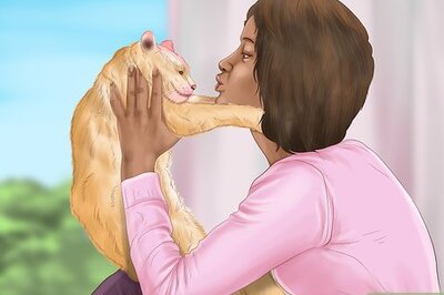 How to Pick a Healthy Adult Cat