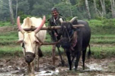 Farmers reap a harvest