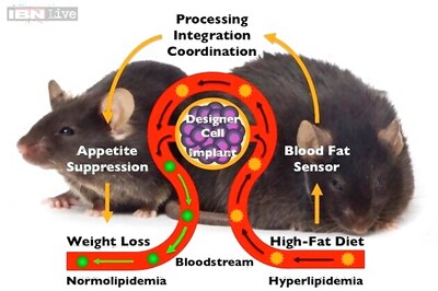 A computer chip implanted in the arm can help you lose weight