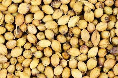 6 Benefits Of Drinking Soaked Coriander Water Everyday