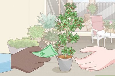 How to Grow Miracle Berries