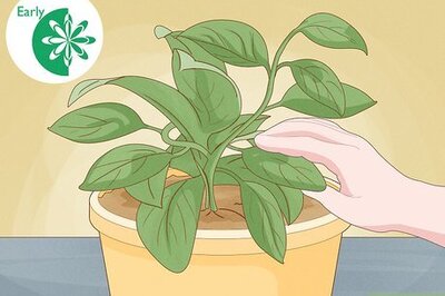 A Complete Hoya Propagation and Care Guide