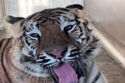 Vantara Success Story: Treatment of Allergic Ulcerative Dermatitis in Tigress Dyna