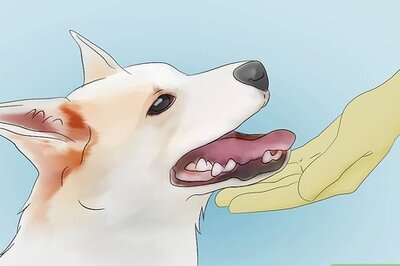 How to Deskunk Your Dog Naturally: Easy Home Remedy