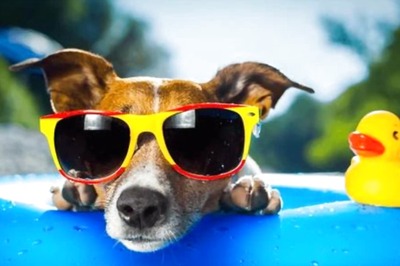 Pet Care: 5 Tips To Keep Your Furries Cool During Summer