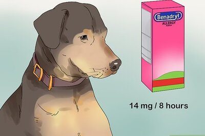 How to Safely Use Benadryl on Your Dog