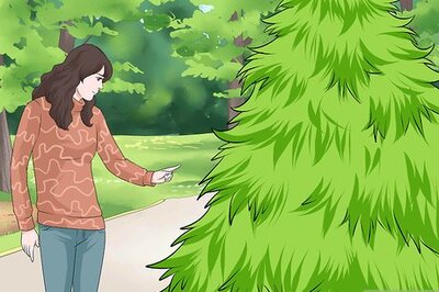 How to Prune & Trim a Live Christmas Tree