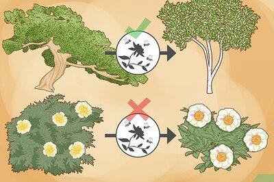 How to Make Hybrid Plants