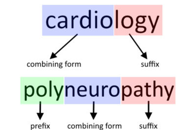 How to Understand Medical Terminology