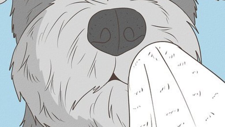 How to Keep a Schnauzer's Face White