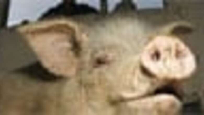 Earthquake makes a pig China's most popular animal