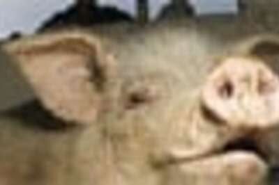 Earthquake makes a pig China's most popular animal