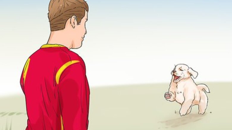 How to Exercise Your Puppy