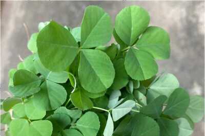 Do Methi Leaves and Seeds Cause Weight Loss?