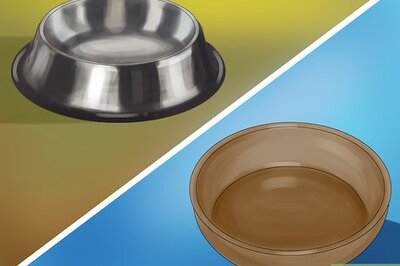 How to Choose Food and Water Dishes for Your Cat