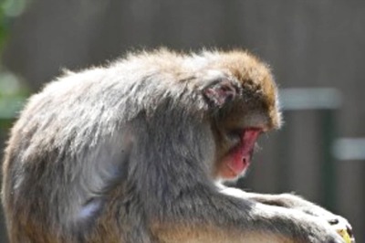 UP Election 2022: Monkeys Damage 34 CCTVs in UP Damage Poll Control Room, 7 Trapped