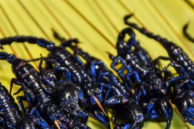 New Species Of Scorpion, With Eight Legs And Eyes, Discovered At This Thailand Park
