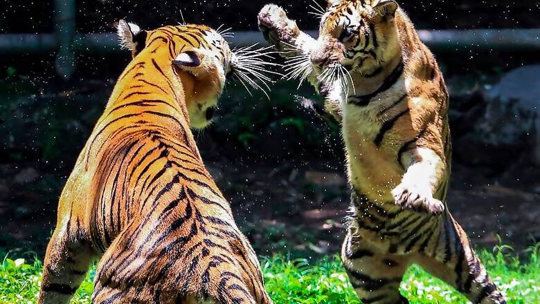 China Postpones Lifting Trade Ban on Rhino Horns, Tiger Bones After International Outcry