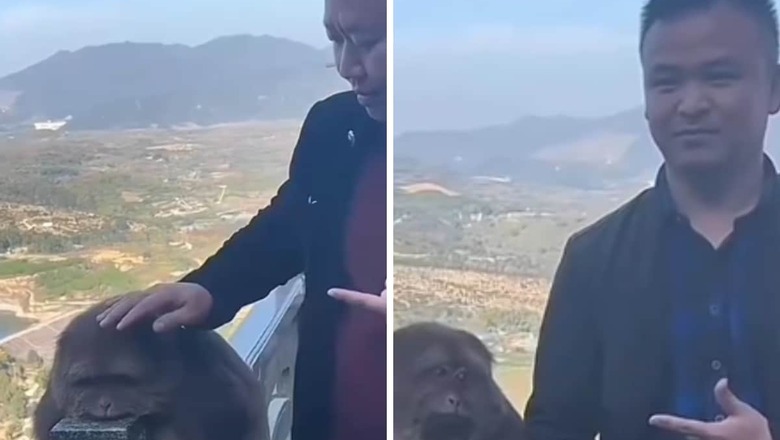 Monkey Shows 'Disappointment' After Failing To Scare Tourists In This Hilarious Video