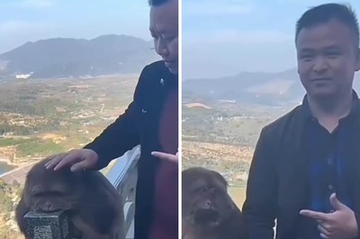Monkey Shows 'Disappointment' After Failing To Scare Tourists In This Hilarious Video