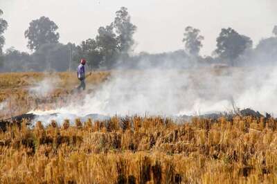 Punjab Records 45 Percent Hike in Farm Fires, Govt Says Overall Count Will be Less Than 2018