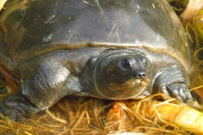 'Deliberate Poisoning' Likely Cause Behind Death of 57 Turtles at Lake Near Mumbai, Six Rescued