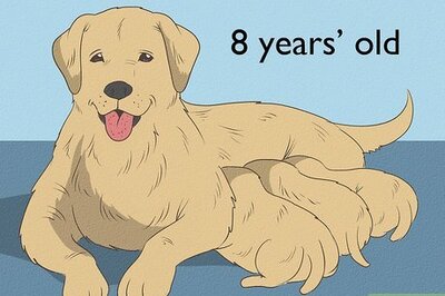 How to Know when to Stop Breeding a Female Dog