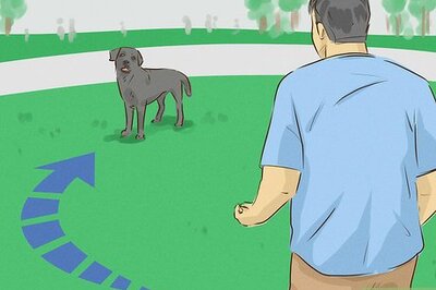 How to Look Friendly to Dogs