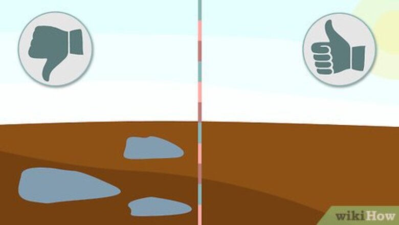 How to Plant Hyacinths
