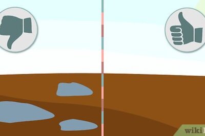 How to Plant Hyacinths