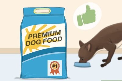 How to Care for Dogs