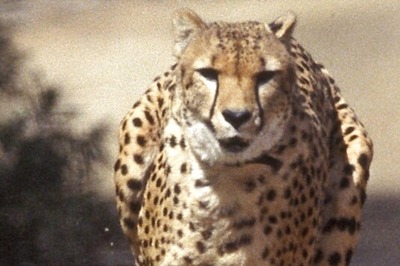 Spot Them Again Soon: Plans to Introduce Cheetahs from Africa Hasten, First One to Be Here by August