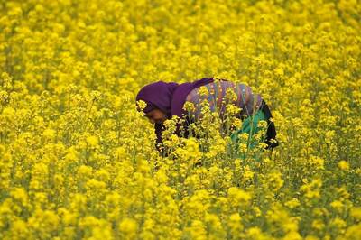 Russia-Ukraine Crisis an Opportunity for India to Become Self-reliant in Edible Oil