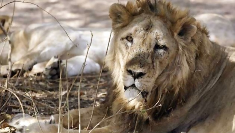 Gujarat: 13 'unnatural' lion deaths within a year