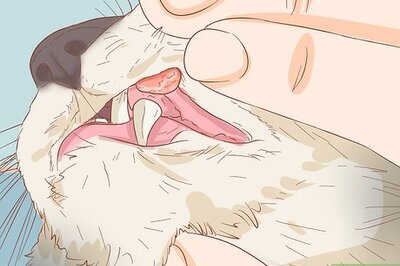 How to Identify and Treat Your Kitty's Mouth Ulcers: Home Remedies & Vet Tips