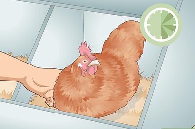 How to Break a Broody Hen