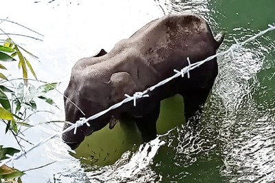 Kerala Police Make 1st Arrest in Pregnant Elephant’s Death Case, Forest Minister Promises More Action