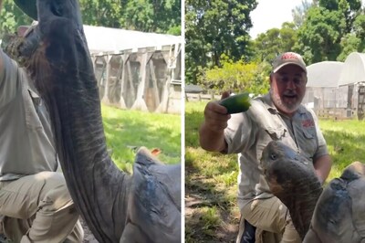 Meet Adolf, The 106-Year-Old Tortoise Who Loves To Eat Cucumber