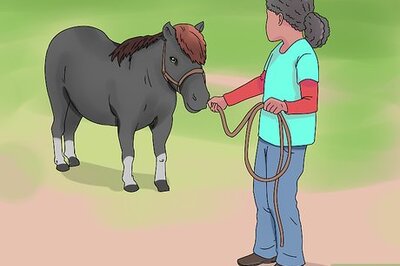 How to Play with Your Horse/Pony