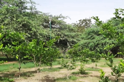 The Green Revolution: Urban Forests Transforming Delhi’s Air Quality