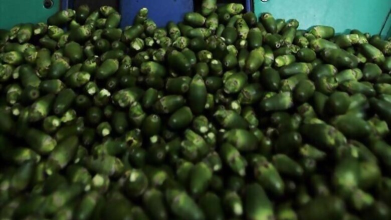 28 years on, betel nut pulled out of man's lung