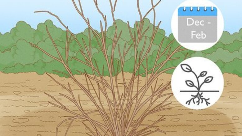 How to Root Forsythia
