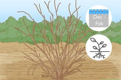 How to Root Forsythia