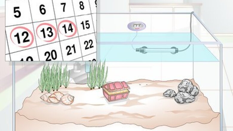 How to Keep a Fish from Dying While You Are on Holiday