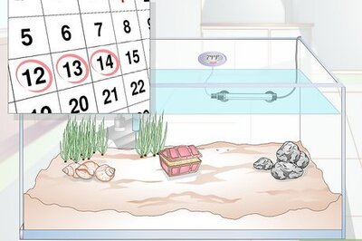 How to Keep a Fish from Dying While You Are on Holiday